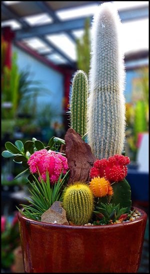 Flowering Cacti in Pot a.jpg