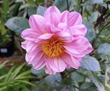 Pink dahlia.jpg