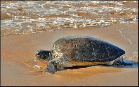 Loggerhead Turtle Ningaloo Reef NWA.jpg