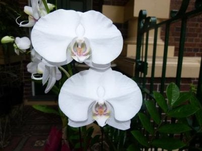 orchid exotic62.jpg