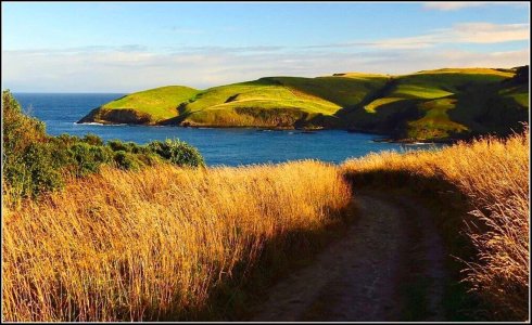 Penguin Bay From Jacks Blowhole_Catlins copy.jpg