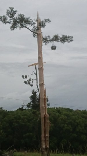 Tree Strike.jpg