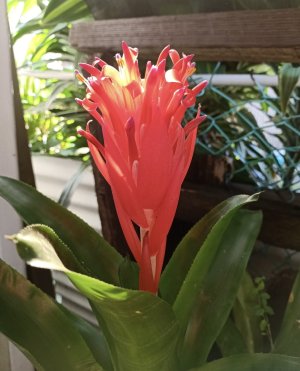 Beautiful Bromeliad1.jpg