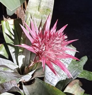 Spiky pink bromeliad.jpg