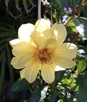 New Dahlia in the sun 2.jpg