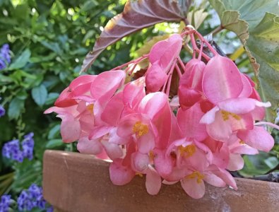 Pink petal pot plant 3.jpg