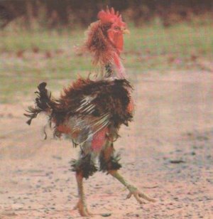 tough chook.jpg