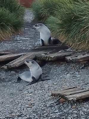 BabyFurSeals.jpg