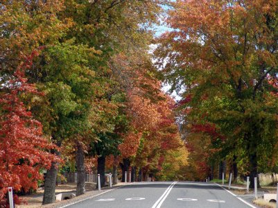 Tenterfield Autumn.jpg