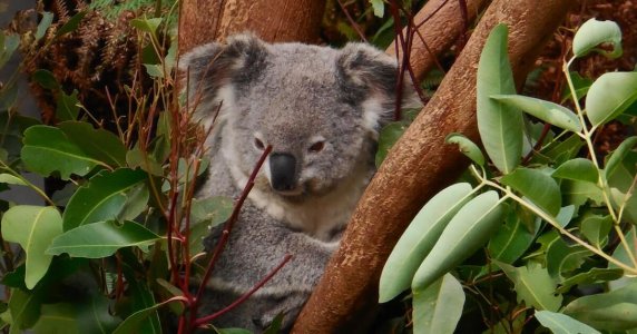 koala1.jpg