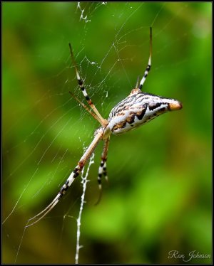 Elongated Longtailed St Andrew’s Cross Spider (Argiope protensa)..jpg