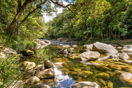 daintree-national-park-australia-shutterstock_341458328.jpg