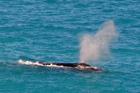 Southern Right spouting Head of The Bight SA2011_a.jpg