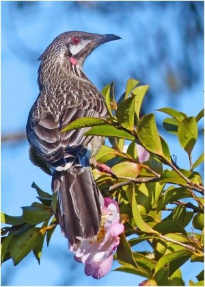 Wattle Bird in the Camillia Bush b copy.jpg