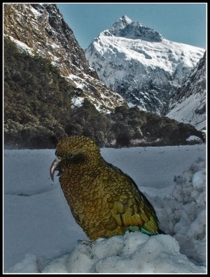 Kea_Hooker Valley_Mt Cook_a.jpg