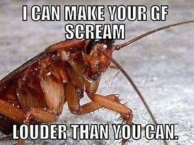 Cockroach girlfriend scream.jpg