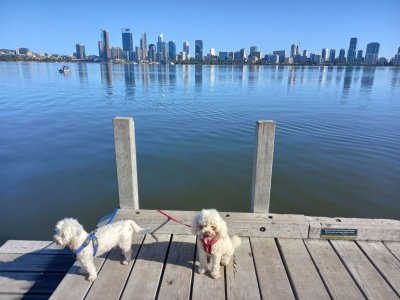 2 Dogs South Perth.jpg