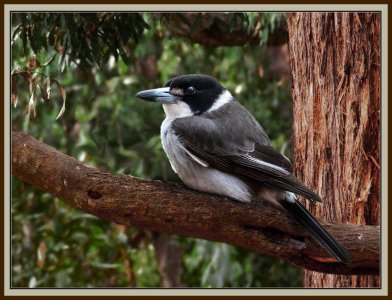 Grey Butcher bird copy.jpg