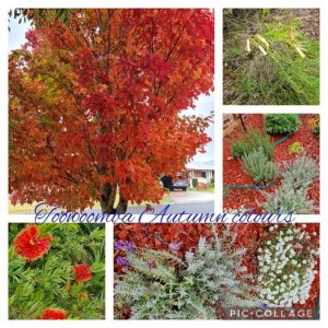 Toowoomba Autumn Colours.jpg