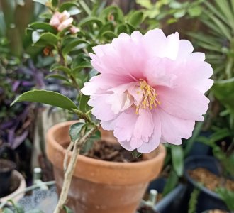 Pink Camellia2.jpg