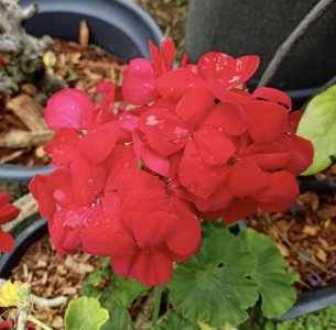 Red geranium2.jpg