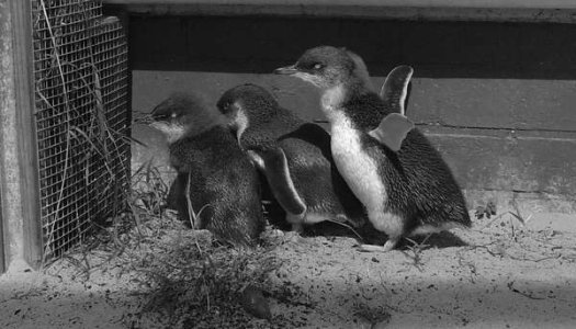 compressed-penguin-banner-bw.jpeg