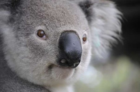 compressed-koala-gfd8a625cf_1280.jpeg