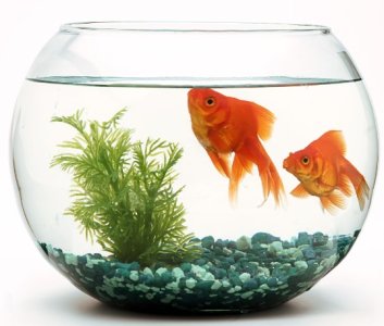 fishbowl.jpg