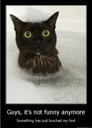 cat in the tub.jpg