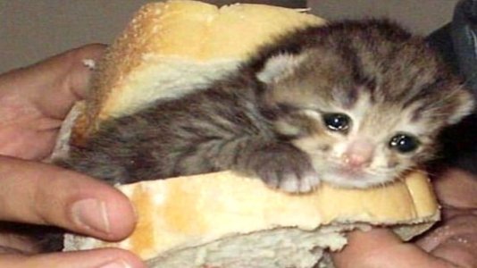 Cat Sandwich.jpg