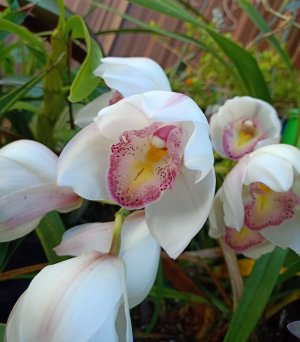 Midwinter white orchid closeup.jpeg