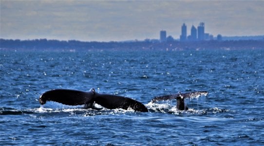 whales off Perth coast.JPG