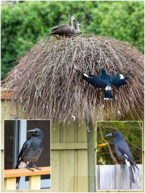 Backyard bird antics copy.jpg