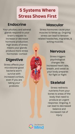 5 Systems Where Stress Shows First.jpeg