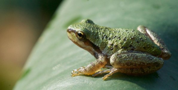 pacific-tree-frog-1100x555.jpg