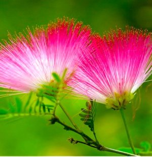 mimosa-flower.jpg mimosa-flower.jpg
