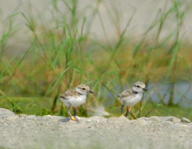 plover chicks_flickr_647c22d1-bf69-458d-8a7e-b0bb54a9639d.jpeg