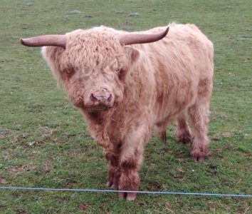 Highland Cow.jpg