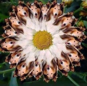 collie flower.jpg