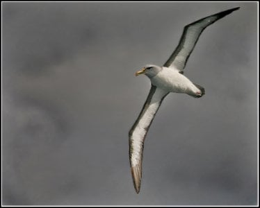 'Rider of the Storm' Buller's Mollyhawk_Southern Ocean NZ.jpg