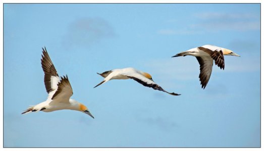 01_Gannets in Flight copy_Reduced.jpg