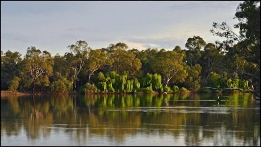 Murray River_Remark SA 2011_MkII copy.jpg