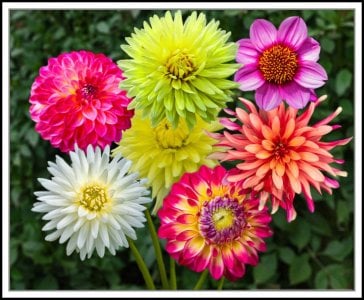 1a Selection of Dahlias copy.jpg