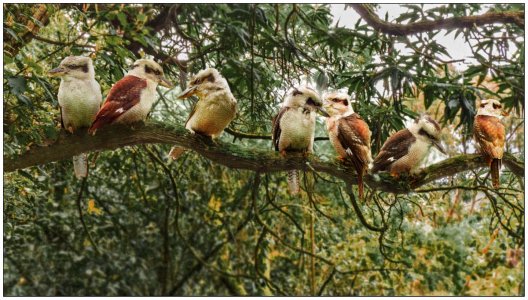 Composite of Kookas....Dandenong ranges._a.jpg