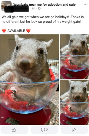 ACT Wildlife reveals shocking online Wombat scam you need to be aware ...