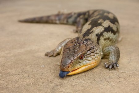 Tiliqua_scincoides_scincoides.jpg