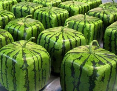 Square melons.jpg
