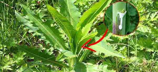 Similar-to-Morphine-The-Best-Natural-Painkiller-that-Grows-in-Your-Backyard-1.jpg Similar-to-Morphine-The-Best-Natural-Painkiller-that-Grows-in-Your-Backyard-1.jpg