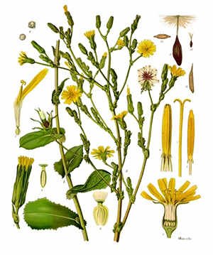 wild-lettuce-opium.jpg wild-lettuce-opium.jpg