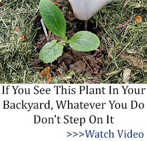 BOR-banner-dont-step-on-it.jpg BOR-banner-dont-step-on-it.jpg